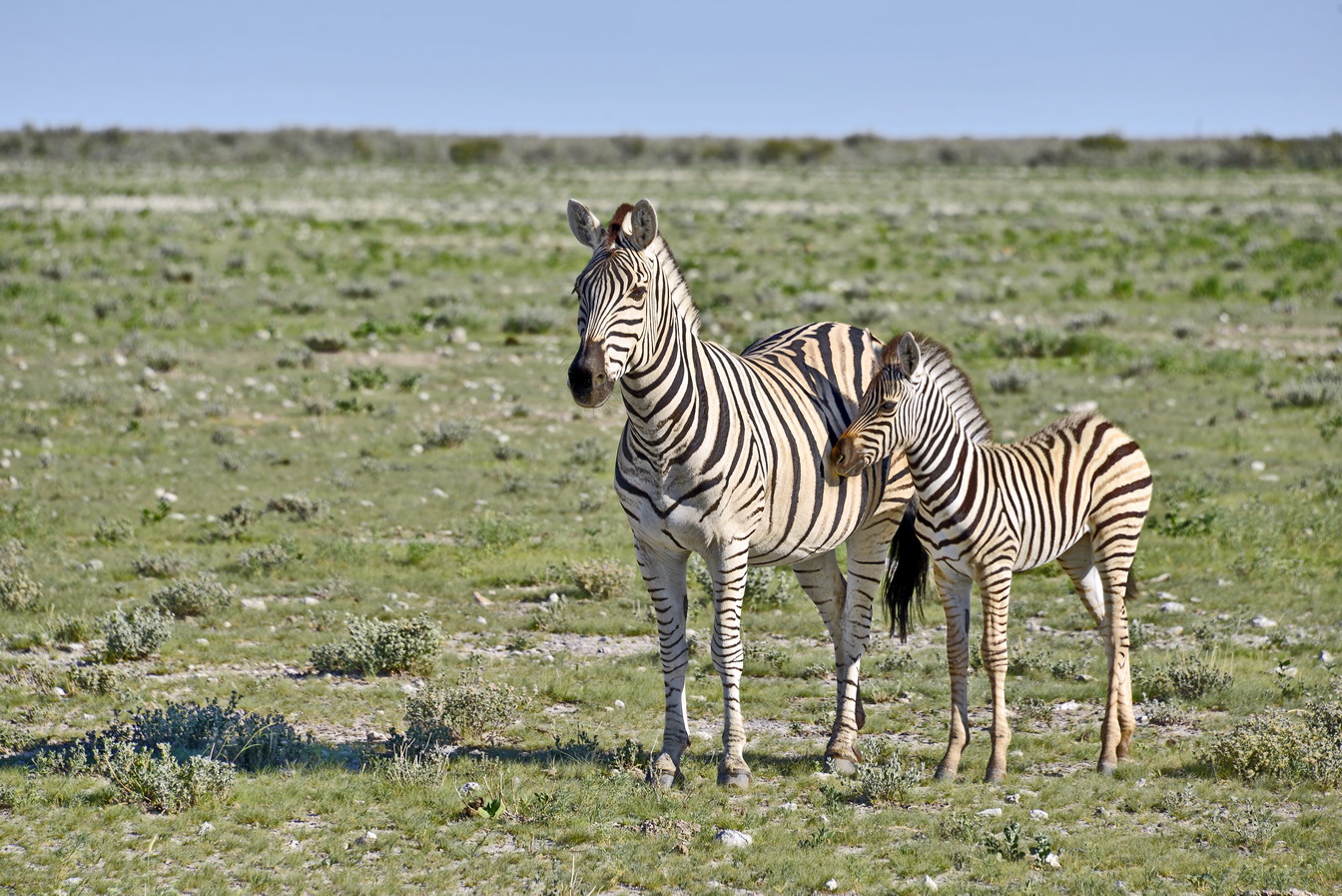 Dia 76 Parque Nacional Etosha 25 Fev77