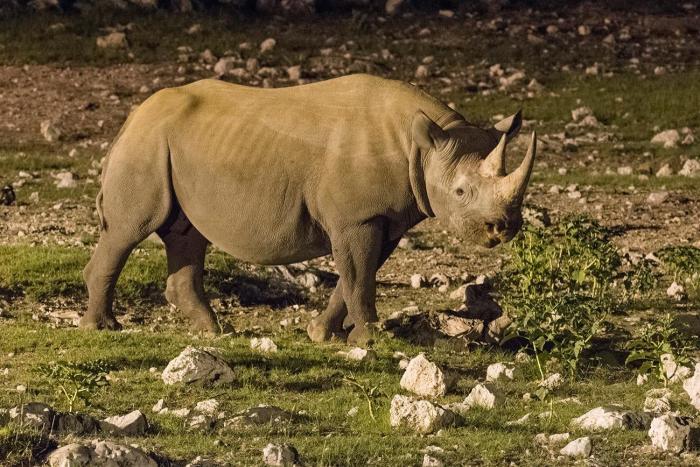 thumbnail rinoceronte